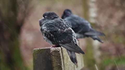 Two pigeons sitting on a bench enduring hail Stock Footage 72790713