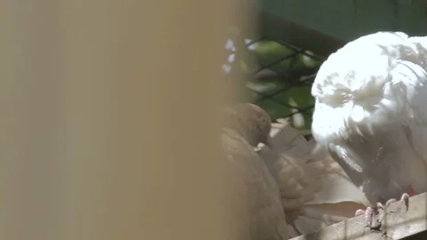 Two pigeons sitting on brick and cleans Stock Footage 82448656