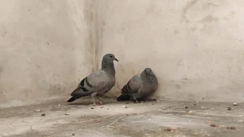 Two pigeons sitting in the corner of the building Stock Photos
