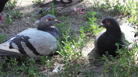 Two Pigeons Sitting Stock-Footage 52668934
