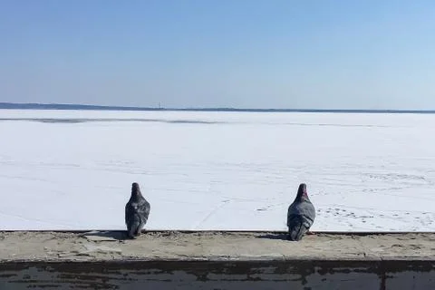 Two pigeons sitting next to the background of the winter seascape Stock Photos
