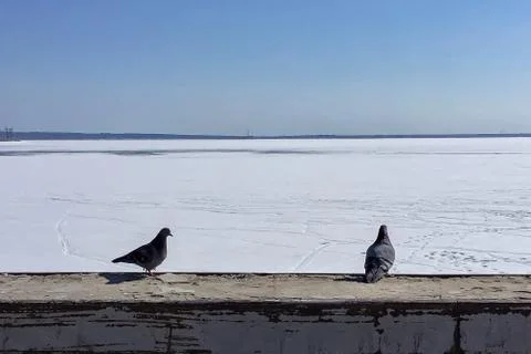Two pigeons sitting next to the background of the winter seascape Stock Photos