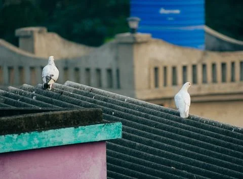 Two Pigeons Sitting on Rooftop with Blurred Background Stock Photos