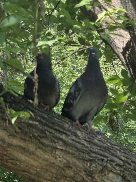 Two pigeons sitting tree branch Stock Photos