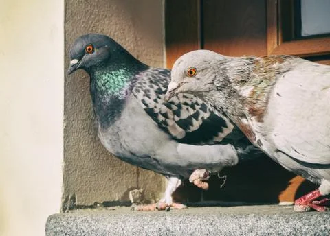 Two pigeons sitting on the windowsill. Light tinting Stock Photos