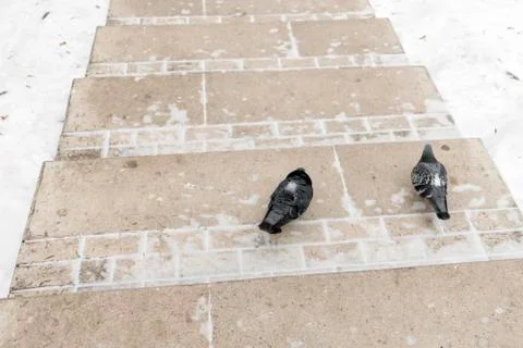 Two pigeons on a snow-covered path in Tsaritsino Park, Moscow. Foto stock