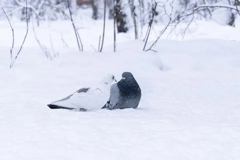Two pigeons in the snow, looking like a pair of lovers on Valentine's Day. Tw Foto stock