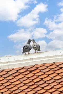 Two pigeons stand close together on the edge of an old tiled roof under a b.. Foto stock