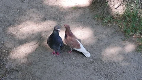 Two pigeons stand together. 4k. Stock Footage 157181731