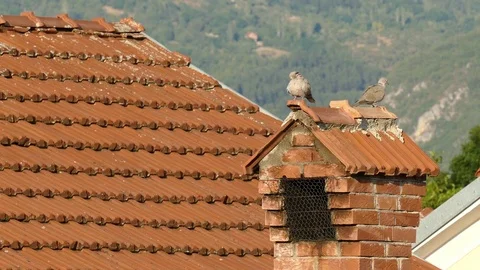 Two pigeons standing on the chimney - one flies away 動画素材 85402576