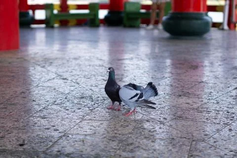 Two Pigeons Standing on Floor in Spring Autumn Pavilion, Kaohsiung Taiwan Stock Photos