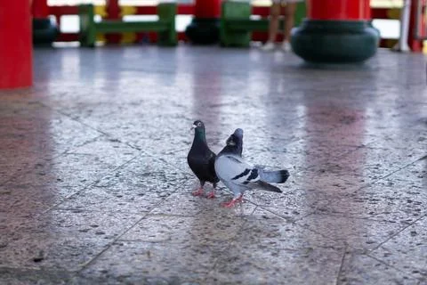 Two Pigeons Standing on Floor in Spring Autumn Pavilion, Kaohsiung Taiwan Stock Photos