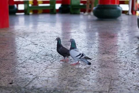 Two Pigeons Standing on Floor in Spring Autumn Pavilion, Kaohsiung Taiwan Stock Photos