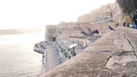 Two pigeons take off the edge of the stone wall and fly away. Sunny day in the Stock Footage 113111747