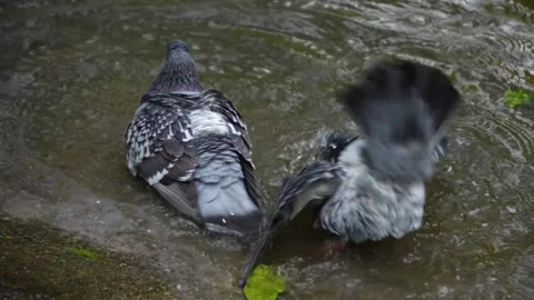 Two Pigeons taking a bath Stock Footage 289668697