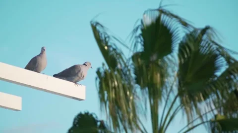 Two pigeons taking flight from a white beam Video stock 293082374