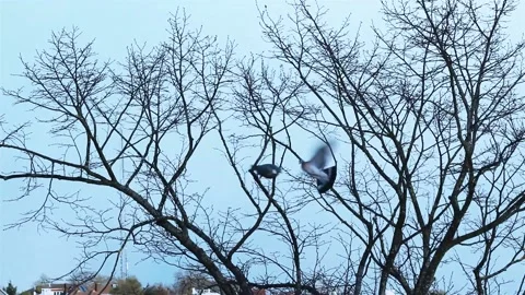 Two Pigeons On A Tree. Stock Footage 201008953