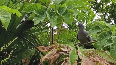 Two pigeons in a tree Video stock 313727015