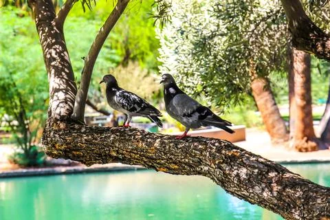 Two Pigeons On Tree Limb Stock Photos