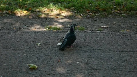 Two pigeons walk along a path in a park like brothers Stock Footage 115062983