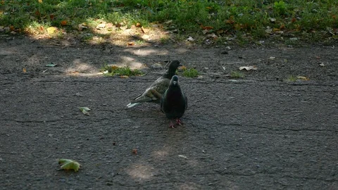 Two pigeons walk along a path in a park like brothers Stock Footage 115063674
