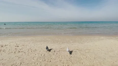 Two pigeons walk on an empty beach near the sea waves, birds near ocean Stock-Footage 146475349