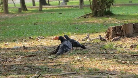 Two pigeons walking and eating on the grass at the park. Stock Footage 251932625