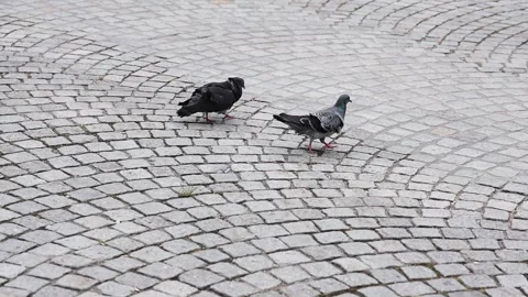 Two pigeons walking on a cobblestone street Stock Footage 338194557
