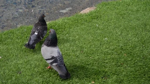 Two pigeons walking Stock Footage 106601982