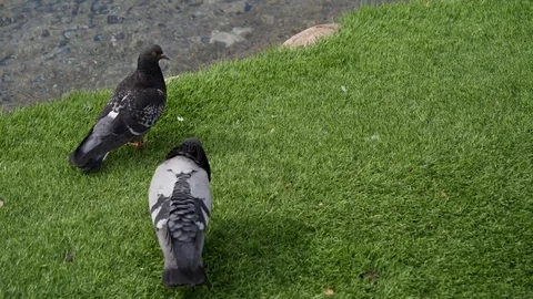 Two pigeons walking Stock Footage 106601992