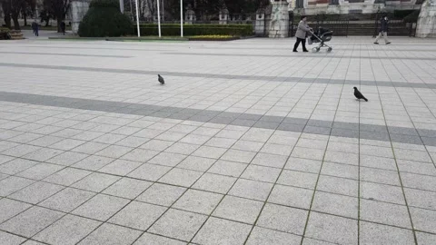 Two Pigeons Walking On Grey Pavement In Pleven, Medium-Sized City In Bulgaria Vídeos de archivo 230471255