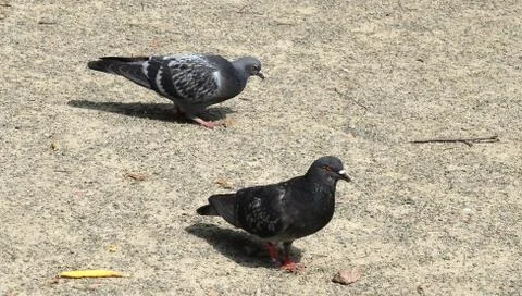 Two pigeons walking on the ground Stock Photos