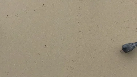 Two pigeons walking on a sandy beach on a cloudy day Stock Footage 310681981