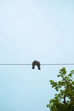Two pigeons on a wire. Background and concept of love and piece. Stock Photos