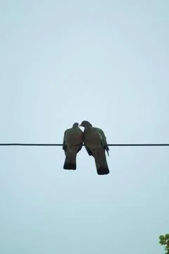 Two pigeons on a wire. Background and concept of love and piece. Stock Photos
