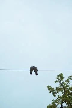 Two pigeons on a wire. Background and concept of love and piece. 库存照片