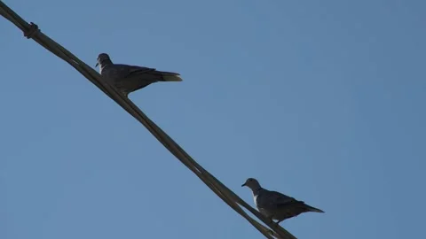 Two pigeons on a wire Stock Footage 323013090