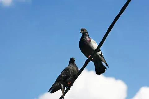 Two pigeons on the wire Stock Photos