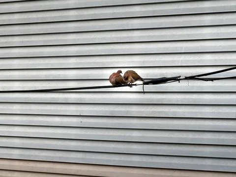 Two pigeons on the wire Stock Photos