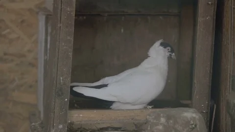 Two pigeonss pecking food. Stock Footage 82448685
