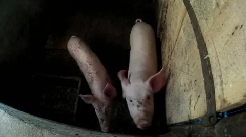 Two piglets in barn, Ukraine Stock Footage 66535963