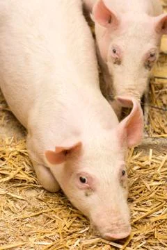 Two piglets laying on the hay Stock Photos