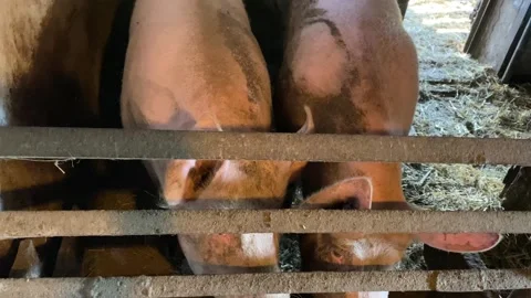 Two Piglets in Pen Occasionally Looking at Camera Stock Footage 314191918