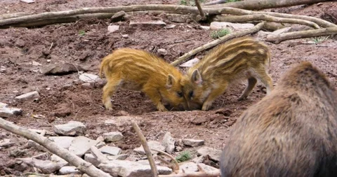 Two piglets playing  Stock Footage 137612253