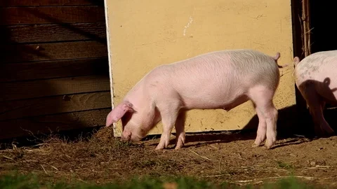 Two piglets in the yard Stock Footage 123010446