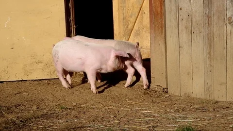 Two piglets in the yard Stock Footage 123010669