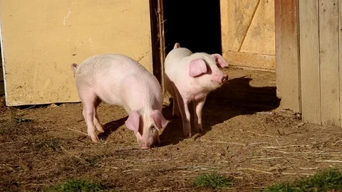 Two piglets in the yard Stock Footage 123010673