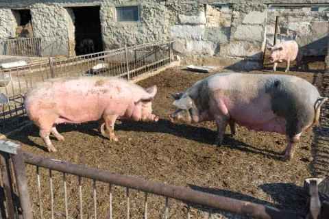 Two pigs are facing each other. Livestock farm. Stock Photos