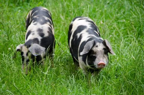 Two pigs with black dots Stock Photos