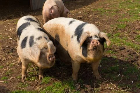 Two pigs with black spots looking to camera standing in a field Stock Photos